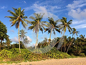 Sri Lanka paradise beach with white sand, Palm trees and a scenic sunset