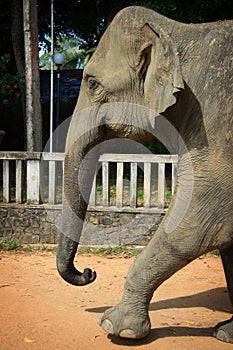 Sri Lanka: Pinnawela Elephant photo