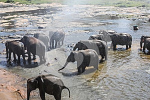 Sri Lanka Pinnawela Elephant Orphanage