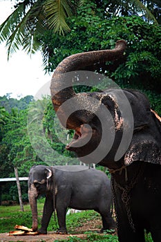 Sri Lanka: Pinnawela Elephants