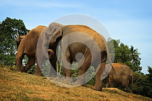 Sri Lanka: Pinnawela Elephants photo
