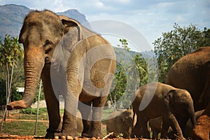 Sri Lanka: Pinnawela Elephants photo