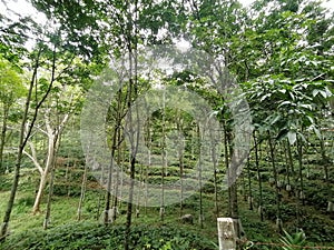 Sri lanka rubber fam in nature photo