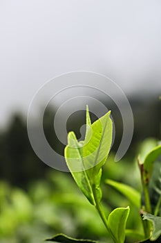 Sri Lanka`s original Tea leaves macro close up