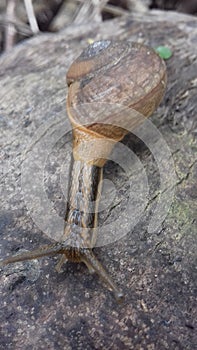 this is sri lanka`s snail