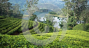 Sri Lanka's Tea estates