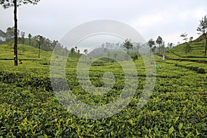 Sri Lanka`s Tea estates. Tree, leaf