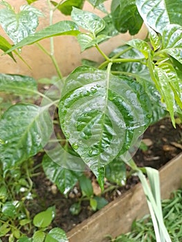 Sri Lanka spicy nai miris leaves