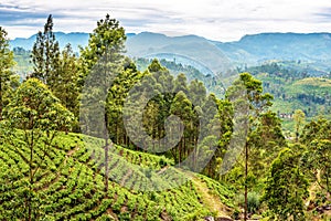 Sri Lanka: tea fields