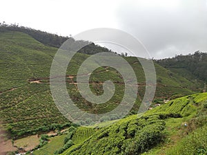 Sri Lanka Tea Planation & Beautiful Landscape
