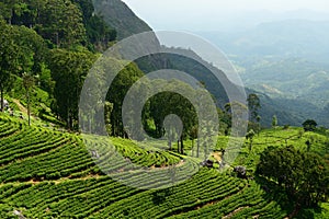 Sri Lanka, Tea plantation