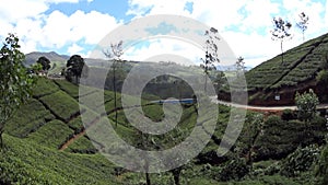 Sri Lanka tea plantations