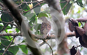 Sri Lanka Thrush