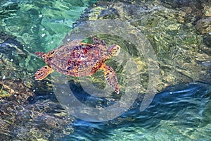 Sri Lanka - turtle swimming in coastal waves