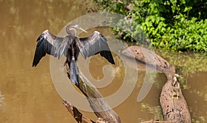 Sri Lanka, Udawalawe National Park - Cormorant photo