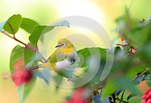 Sri Lanka White-eye