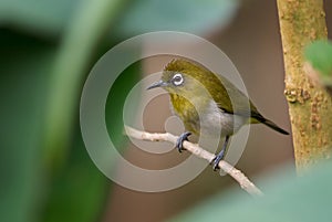 Sri Lanka white-eye - Zosterops ceylonensis