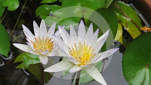 Sri Lanka White Water lily