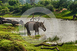 Sri Lanka: wild elephant in drinking place, Yala National Park