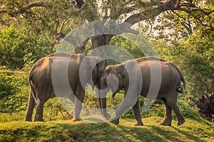 Sri Lanka: wild elephants in jungle, Yala National Park