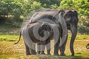 Sri Lanka: wild elephants in jungle, Yala National Park