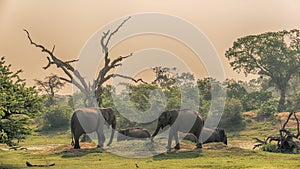 Sri Lanka: wild elephants in jungle, Yala National Park