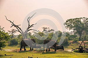 Sri Lanka: wild elephants in Yala National Park