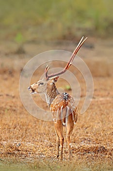 Sri Lanka wildlife. Sri Lankan axis deer Axis ceylonensis, or Ceylon spotted deer, nature habitat. Bellow majestic powerful adult photo