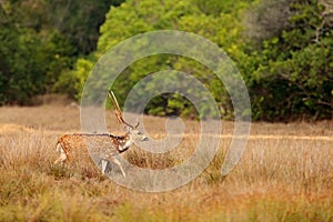 Sri Lanka wildlife. Sri Lankan axis deer Axis ceylonensis, or Ceylon spotted deer, nature habitat. Bellow majestic powerful adult