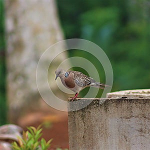 Sri Lanka wood pigeon