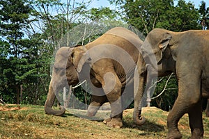 Sri Lanka: Wounded elephant