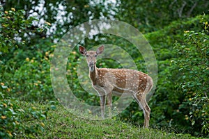 Sri Lankan axis deer