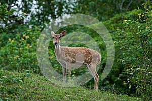 Sri Lankan axis deer