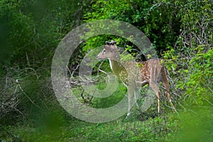 Sri Lankan axis deer