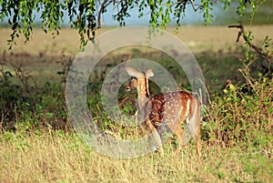 Sri Lankan Axis Deer