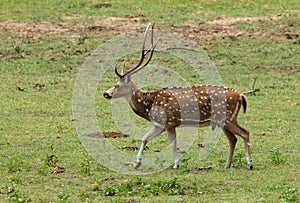 Sri Lankan Axis Deer