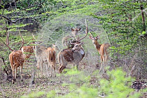 The Sri Lankan axis deer Axis axis ceylonensis or Ceylon spotted deer, herd of males in the bush
