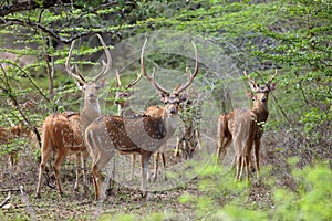 The Sri Lankan axis deer Axis axis ceylonensis or Ceylon spotted deer, herd of males in the bush. Herd of axis deer in a green