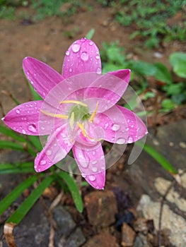 Sri lankan beautiful picture of orchid flower