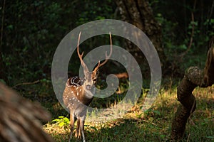 Sri Lankan Celon Deer in Wilpattu National Park