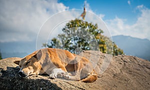 Sri Lankan dog on Ella Rock