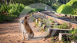 Sri Lankan dog by the Train Tracks