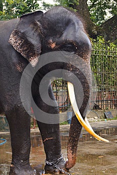 Sri Lankan Domestic Elephant