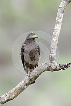Sri lankan eagle, perched on trunk forest environment, looking f