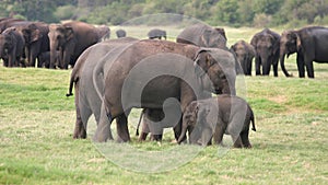 Sri Lankan Elephant