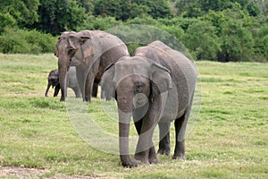 Sri Lankan Elephant