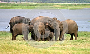 Sri Lankan Elephant