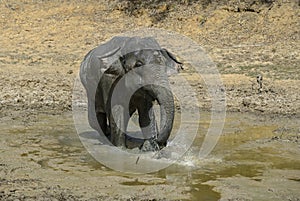 Sri Lankan Elephant - Elephas maximus maximus