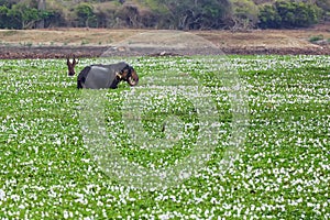 The Sri Lankan elephant Elephas maximus maximus big male in water full of water hyacinths.A large male feeds in the middle of a