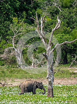 Sri Lankan elephant Elephas maximus maximus feeding on the swamp